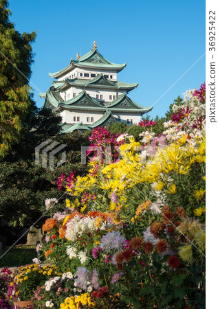 菊花和城堡 菊花和城堡 36925422