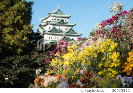 菊花和城堡 菊花和城堡 36925423