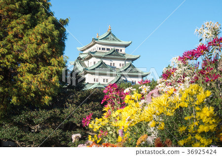 菊花和城堡 菊花和城堡 36925424