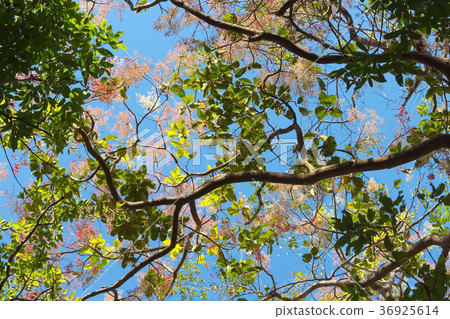 nature background 36925614