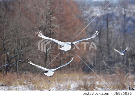 The flying figure of two Tancho (Hokkaido · Tsurui) 36925926