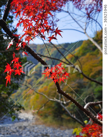 兵庫縣·Mukogawa山谷 36925946