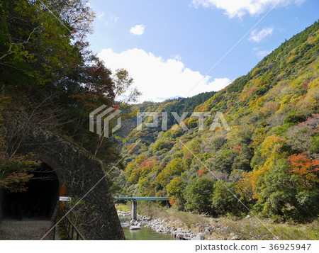 兵庫縣·Mukogawa山谷 36925947