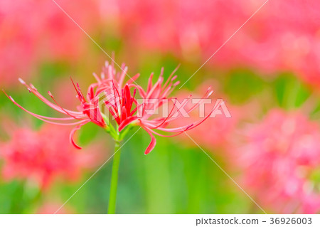 群集孤挺花 36926003