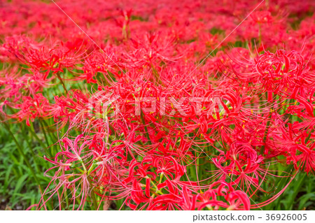 Cluster amaryllis Cluster amaryllis 36926005