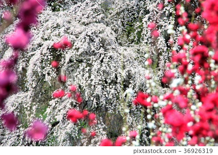 Competition of cherry blossoms and peach blossoms Competition of cherry blossoms and peach blossoms 36926319