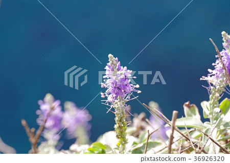Touteiran blooming on a cliff Touteiran blooming on a cliff 36926320