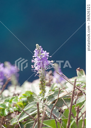 Touteiran在懸崖上盛開 36926321