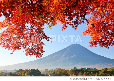 Fuji and autumn leaves Fuji and autumn leaves 36926338