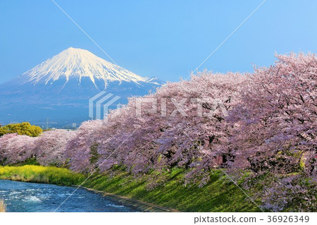 Scenery that colors spring Spring of Fuji and cherry blossom trees in full bloom 36926349