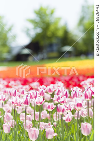 鬱金香領域 鬱金香領域 36926441