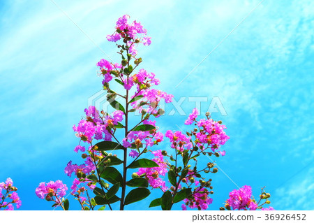 Flower of crape mybs 36926452