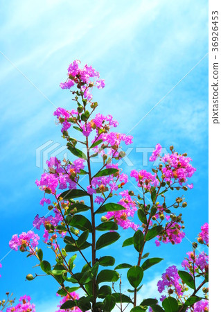 Flower of crape mybs 36926453