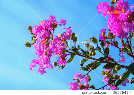 Flower of crape mybs 36926454