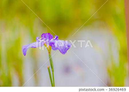 Iris Iris 36926469