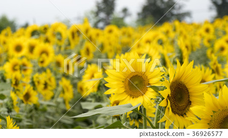 Cloudy day sunflower Cloudy day sunflower 36926577