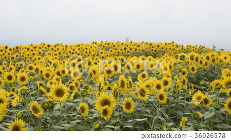 Cloudy day sunflower Cloudy day sunflower 36926578