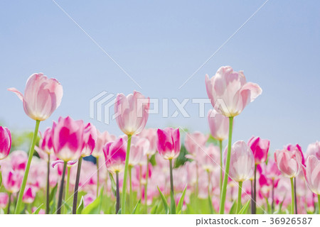 Tulip (low angle empty back) 36926587