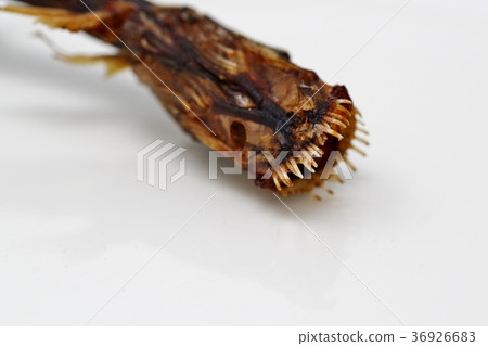 Dried dried warasbo that lives in the Ariake Sea in Saga Prefecture Dried dried warasbo that lives in the Ariake Sea in Saga Prefecture 36926683