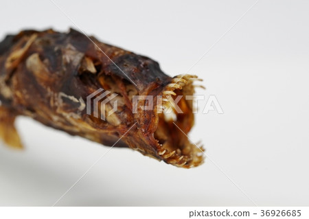 Dried dried warasbo that lives in the Ariake Sea in Saga Prefecture Dried dried warasbo that lives in the Ariake Sea in Saga Prefecture 36926685