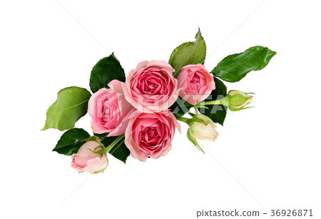 Pink rose flowers arrangement Pink rose flowers arrangement 36926871