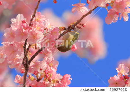 河津櫻花和mezzo 36927018