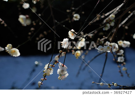 白梅花Minamitakaume 白梅花Minamitakaume 36927427