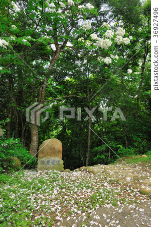 臺灣,油桐花,挑炭古道,樹,白色花,飄落,花,花瓣,開花,植物 36927496