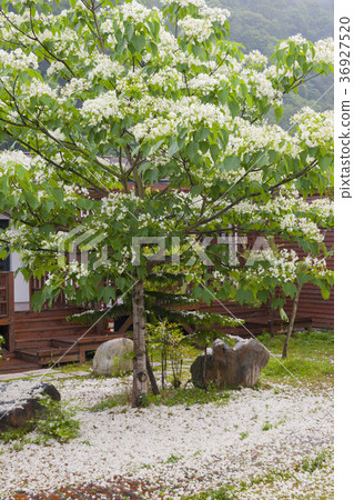 臺灣,油桐花,樹,白色花,飄落,花,花瓣,開花,植物,葉子,特別的 36927520