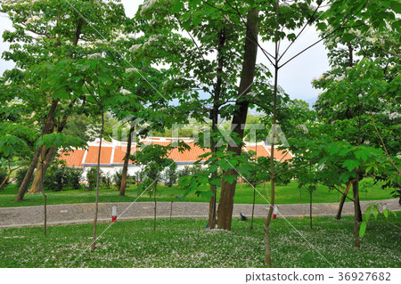 臺灣,苗栗,客家大院,油桐花,樹,白色花,飄落,花,花瓣,開花 36927682