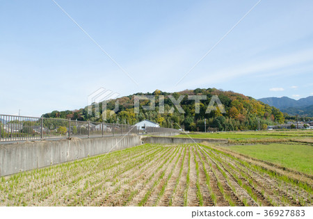 Amanokaguyama 36927883