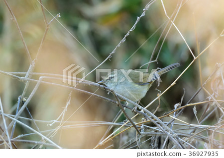 Spring, salmon warbler 36927935
