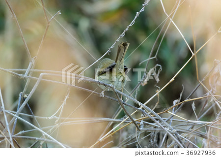 Spring, salmon warbler 36927936