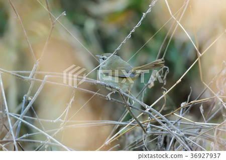 Spring, salmon warbler 36927937