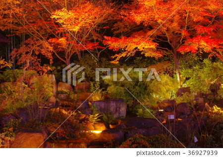 點燃秋葉 36927939