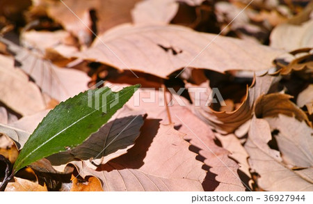 冬天的形象 36927944