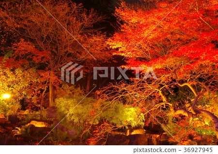 秋葉被點燃了 36927945