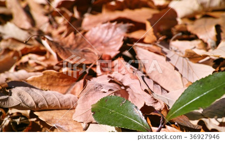 冬天的形象 36927946