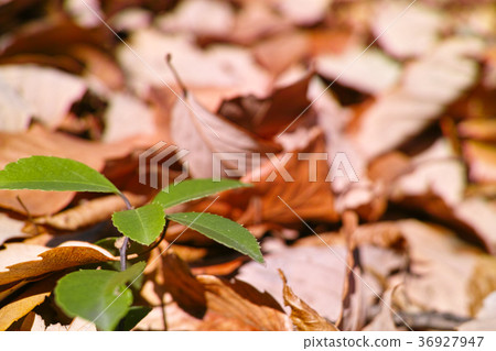 冬天的形象 冬天的形象 36927947