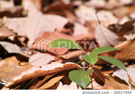 冬天的形象 36927948