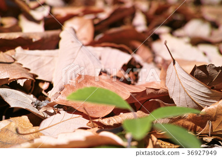 冬天的形象 36927949