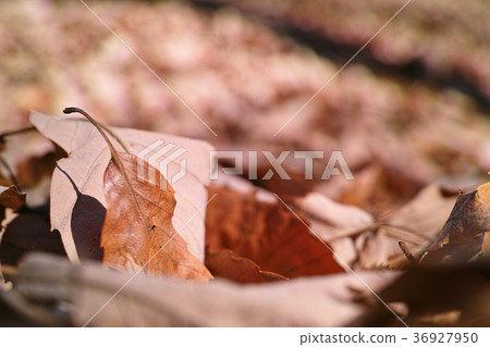 冬天的形象 36927950