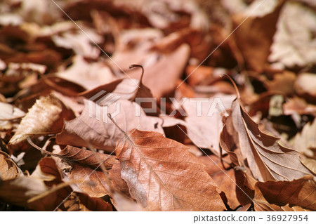 冬天的形象 36927954