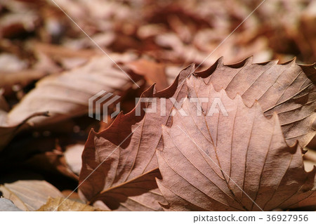 冬天的形象 冬天的形象 36927956