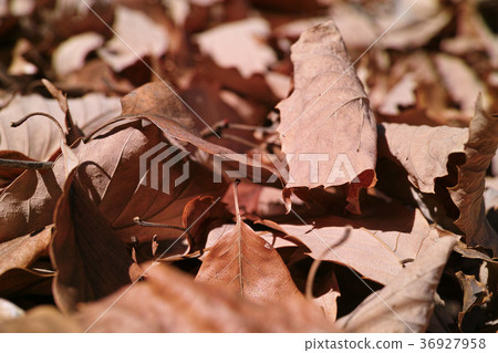 冬天的形象 36927958