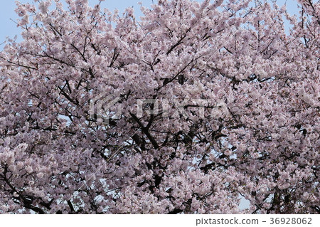 盛開的春天櫻花盛開 36928062