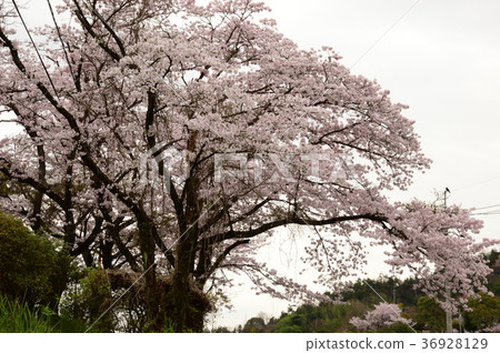 盛開的春天櫻花盛開 36928129