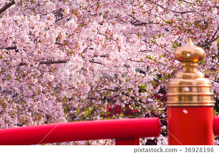 Bentenbashi and cherry blossoms Bentenbashi and cherry blossoms 36928198
