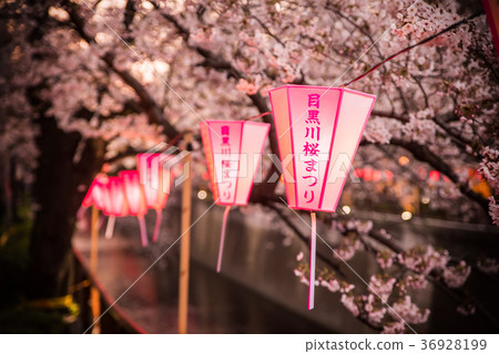 Meguro River Sakura Festival 36928199