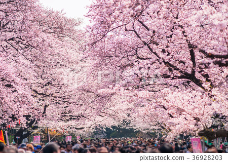 在上野溫泉公園的櫻花樹 36928203